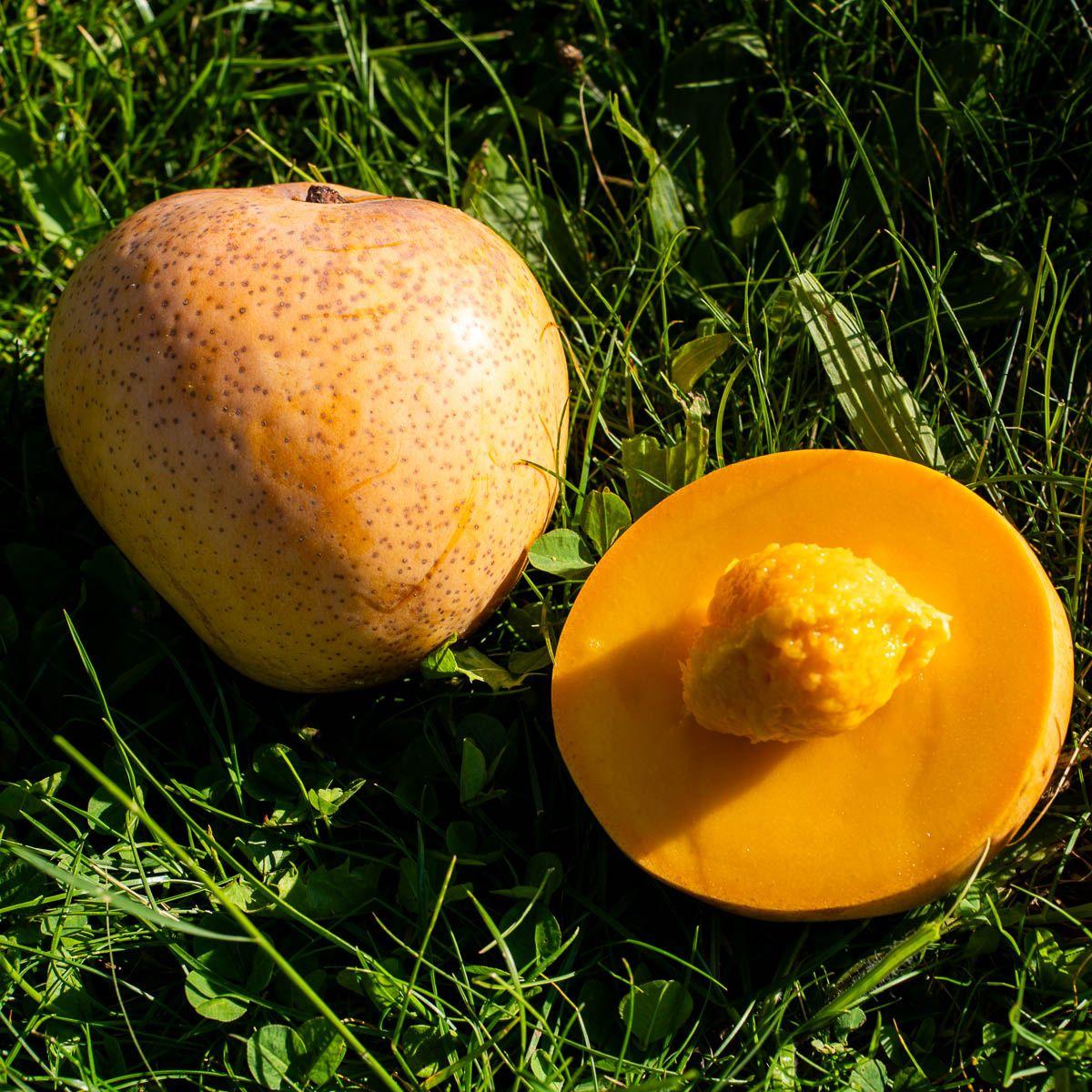 Mango Bowen