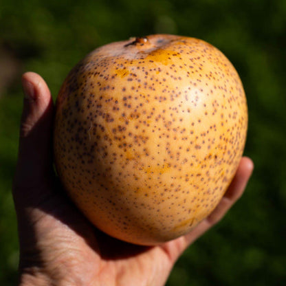 Mango Bowen