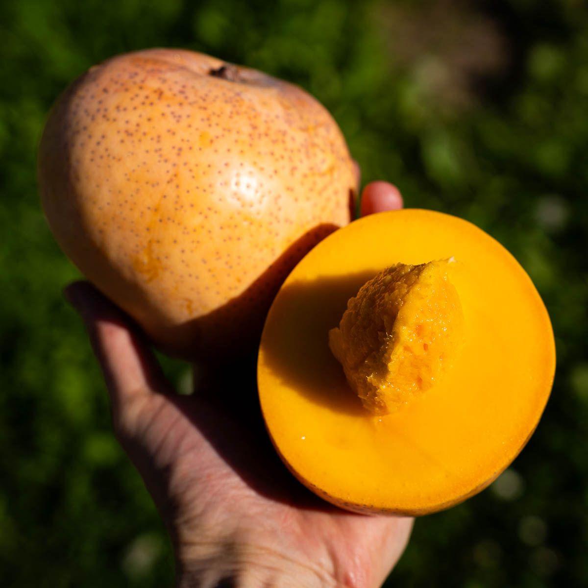 Mango Bowen