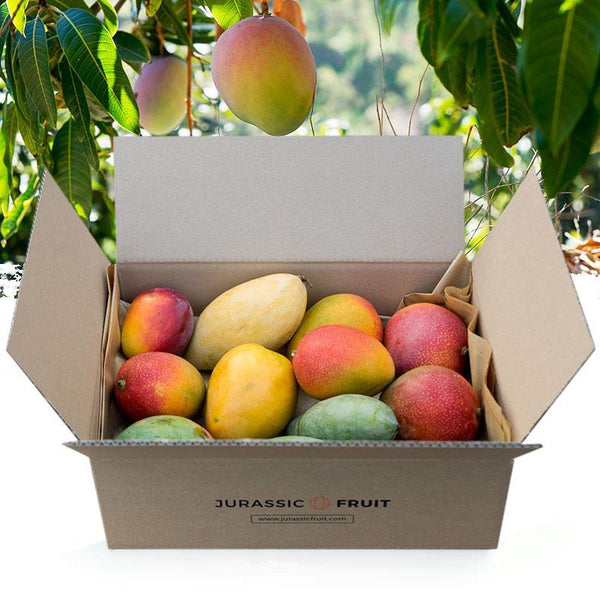 Box Mangues Tropicales