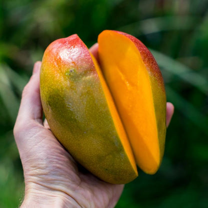 Mango Box Tropical