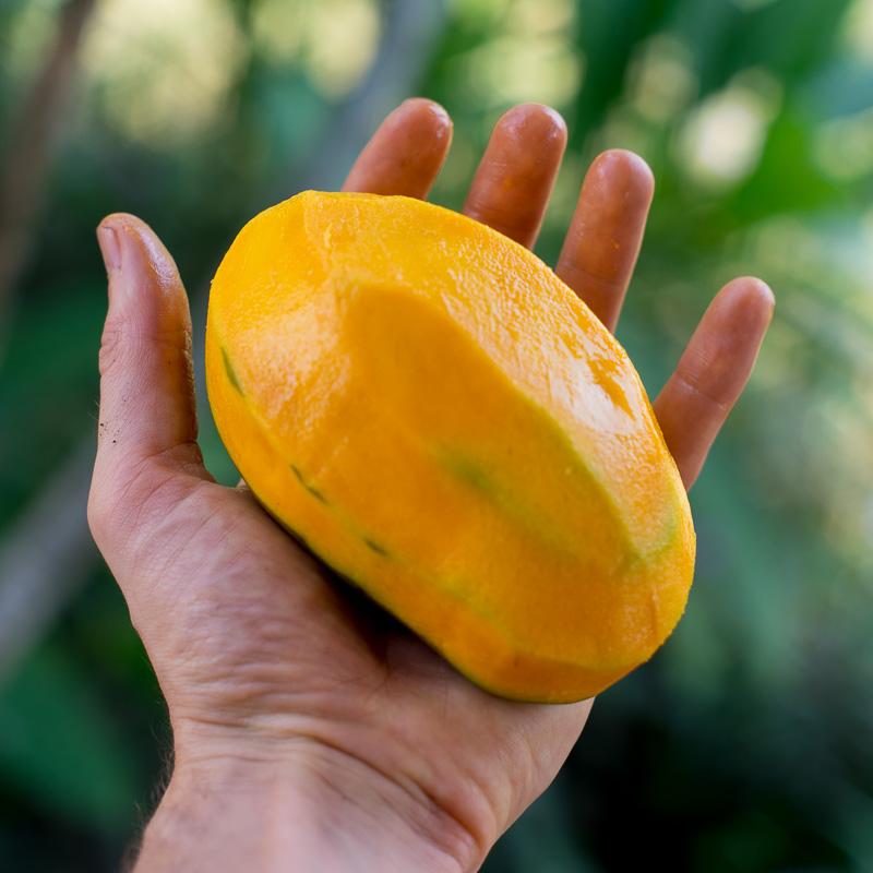Mango Box Tropical