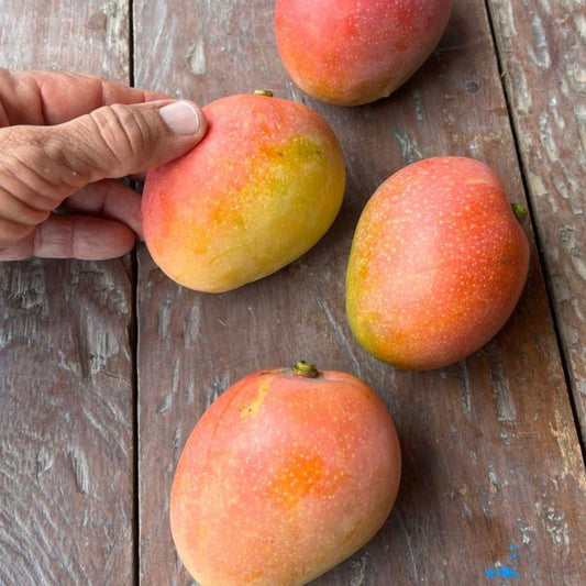 Mango Chato
