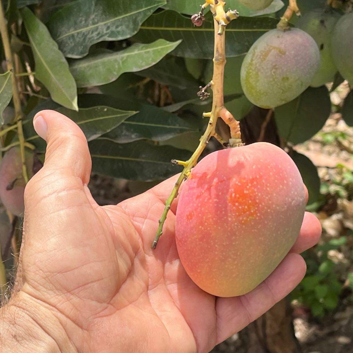 Mango Chato