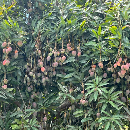 Mango Chato