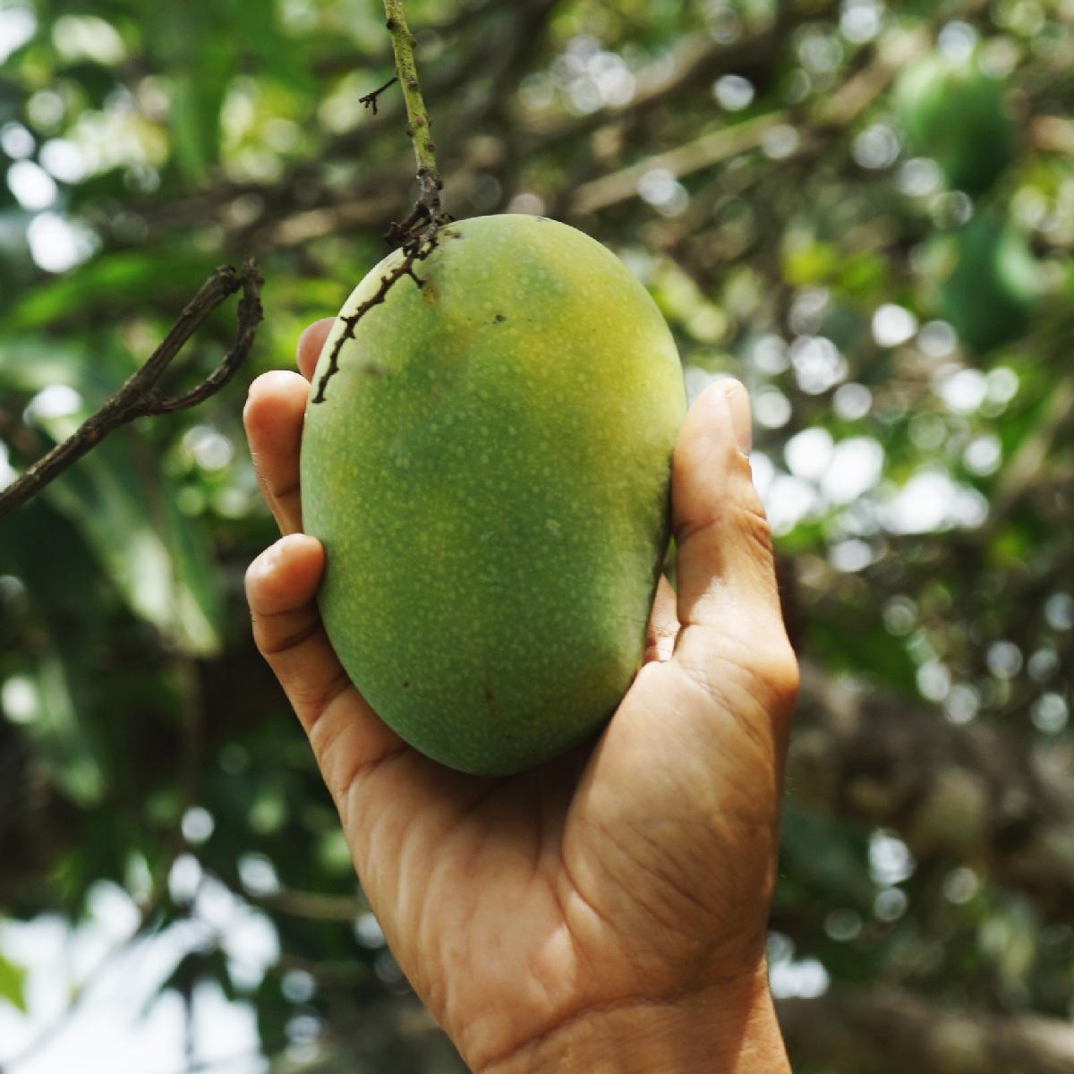 Mango Chengkir