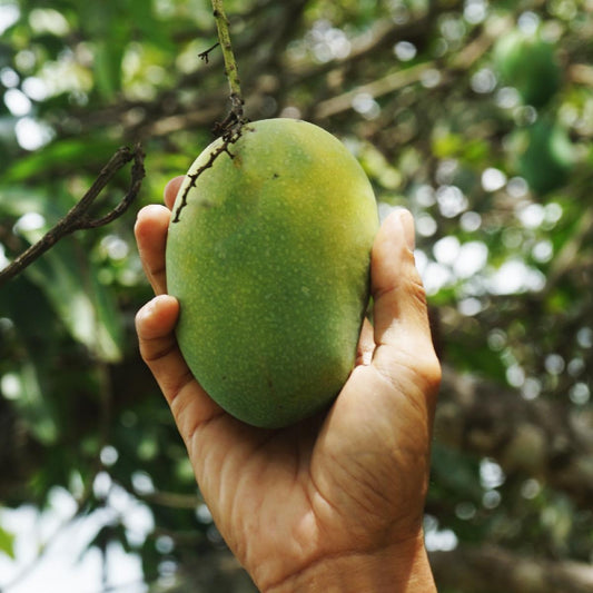 Mango Chengkir