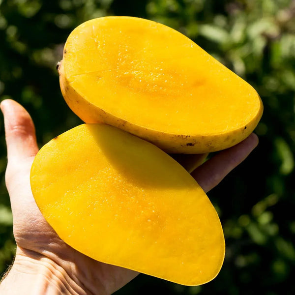 Mango Chok Anan