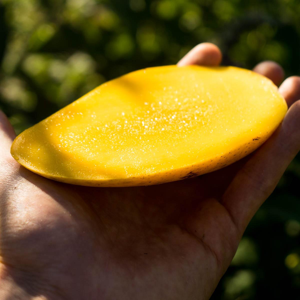 Mango Chok Anan
