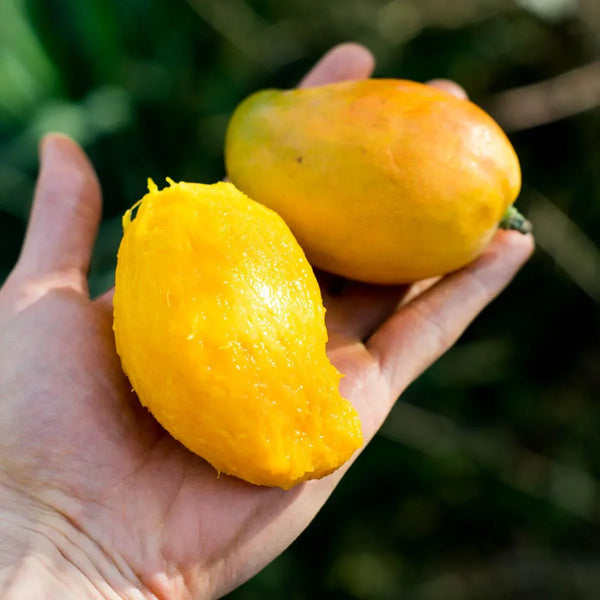 Mangue Criollo
