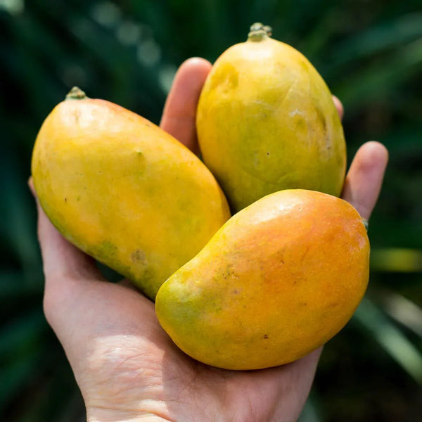 Mangue Criollo