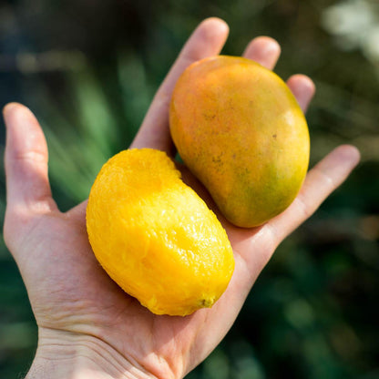 Mango Criollo