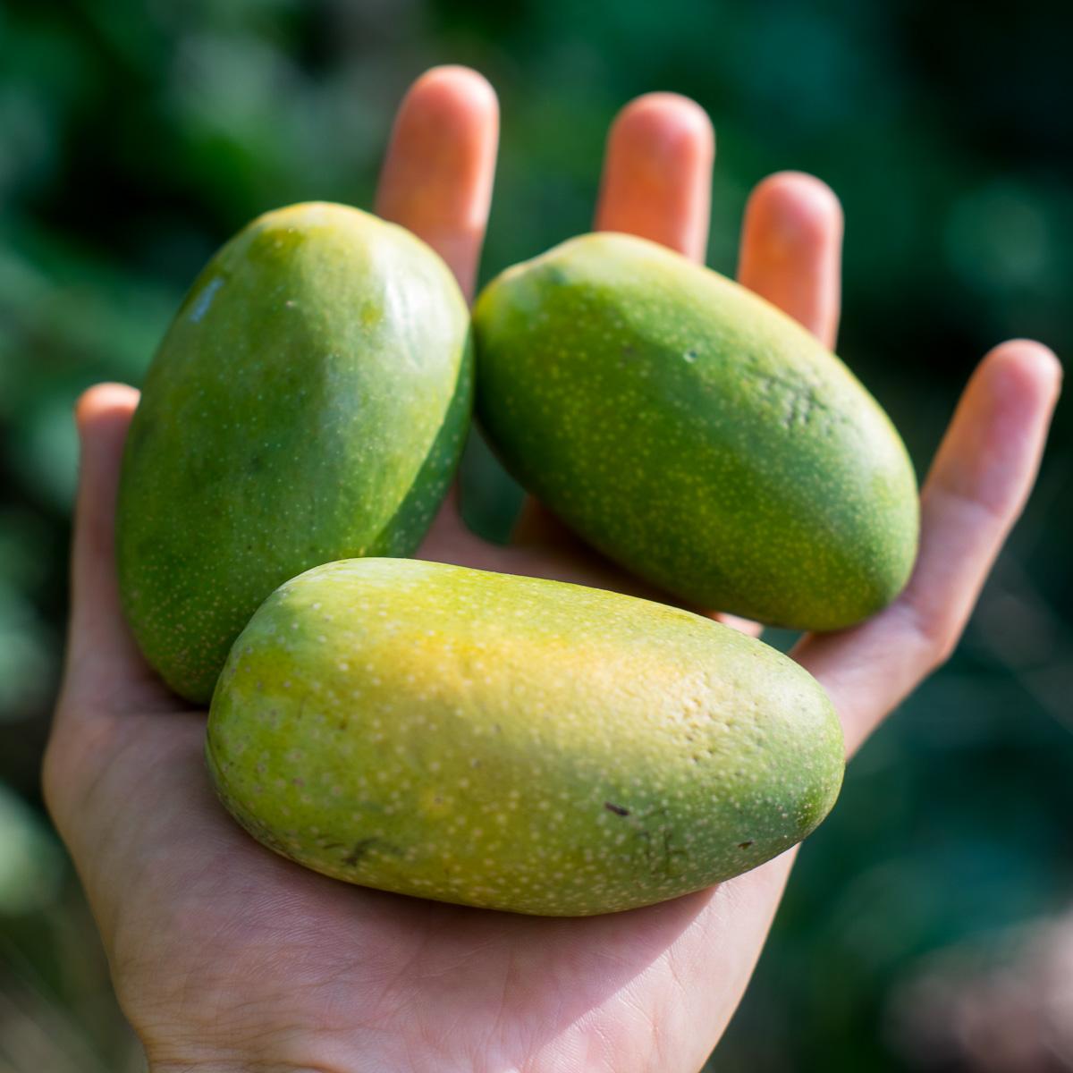 Mango Duseri