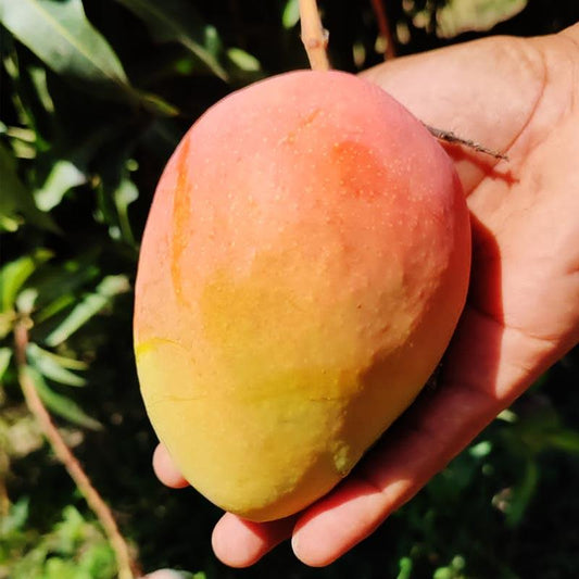 Mango Edward