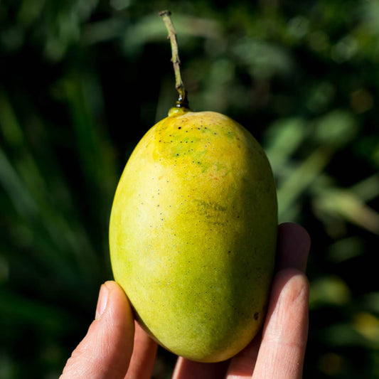 Mango Smaragd wild getrocknet in Streifen