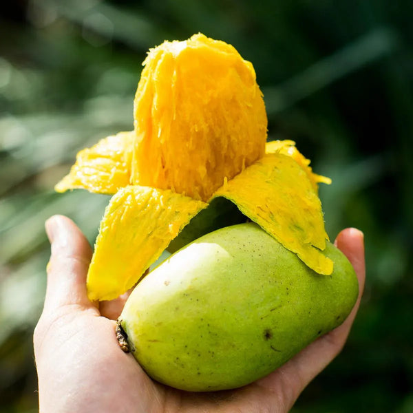 Mangue Émeraude