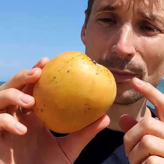 Mango Gedong