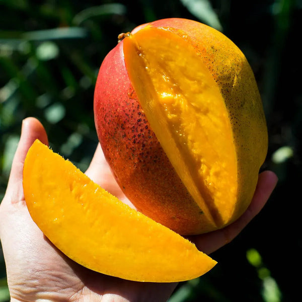 Mangue Haden