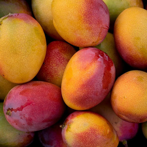 Mangue Haden