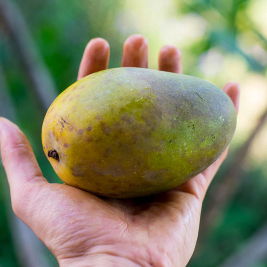 Mango Harum Manis