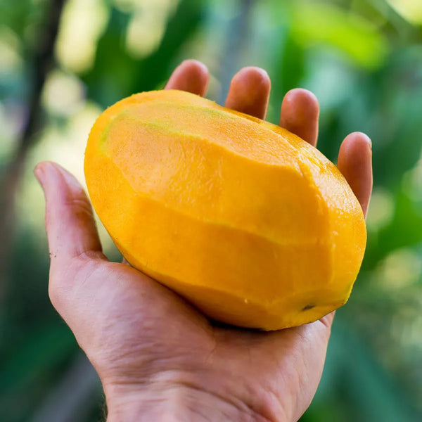Mango Harum Manis