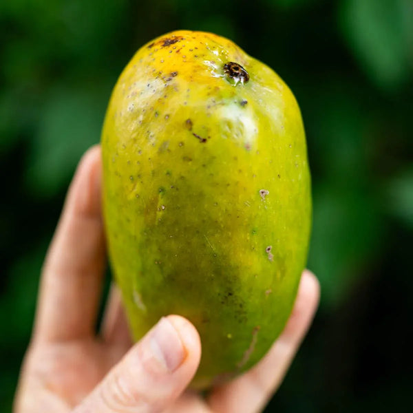 Mango Hendy