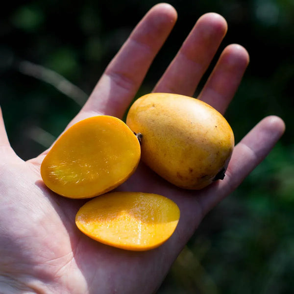 Mango Honey Ataulfo mini