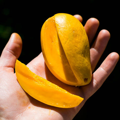 Mango Honey Ataulfo