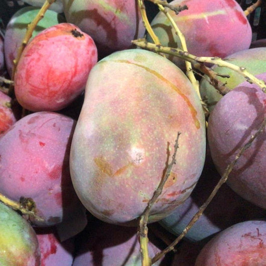 Mango Isis