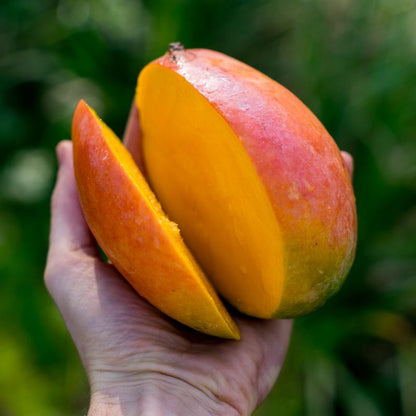 Mango Keitt
