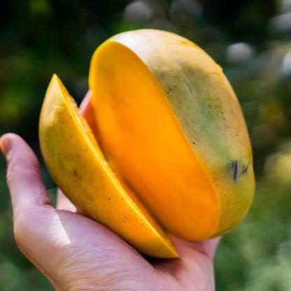 Mango Kensington