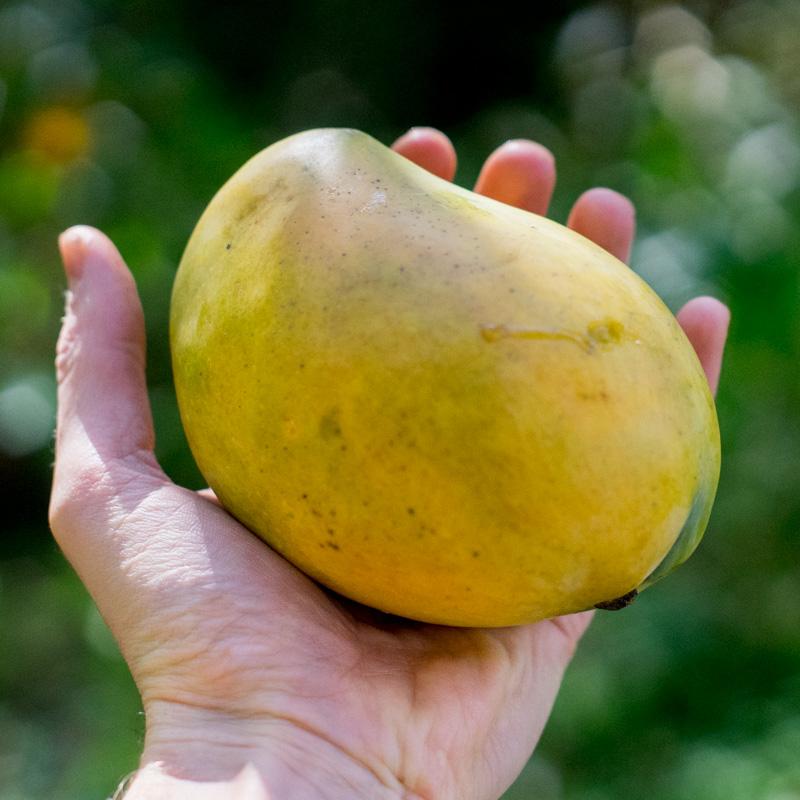 Mango Kensington