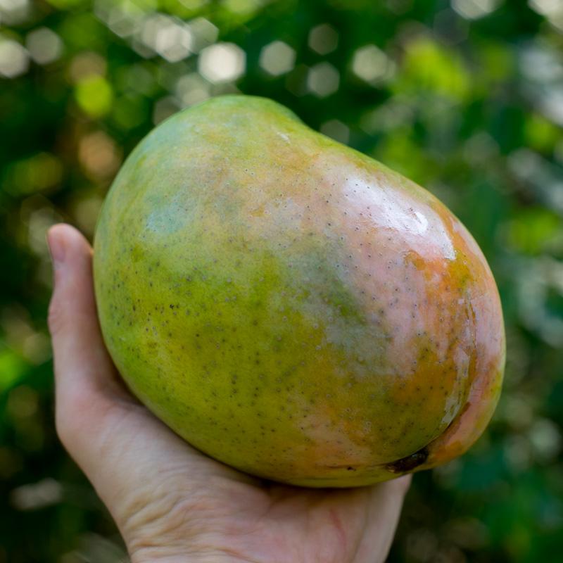 Mango Kensington