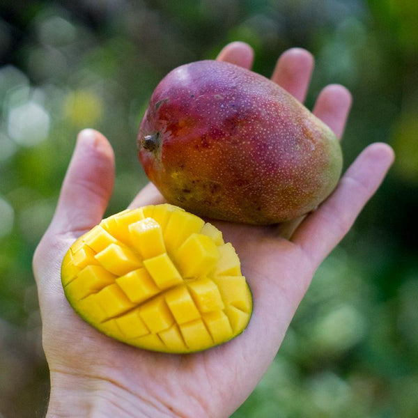 Mangue Kent mini