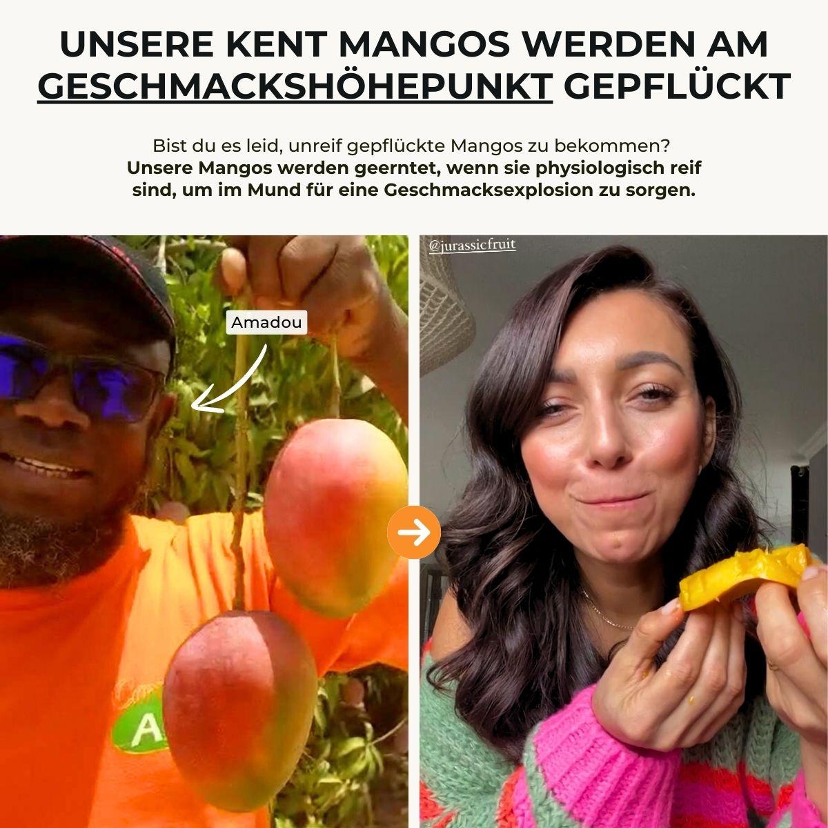 Mango Kent