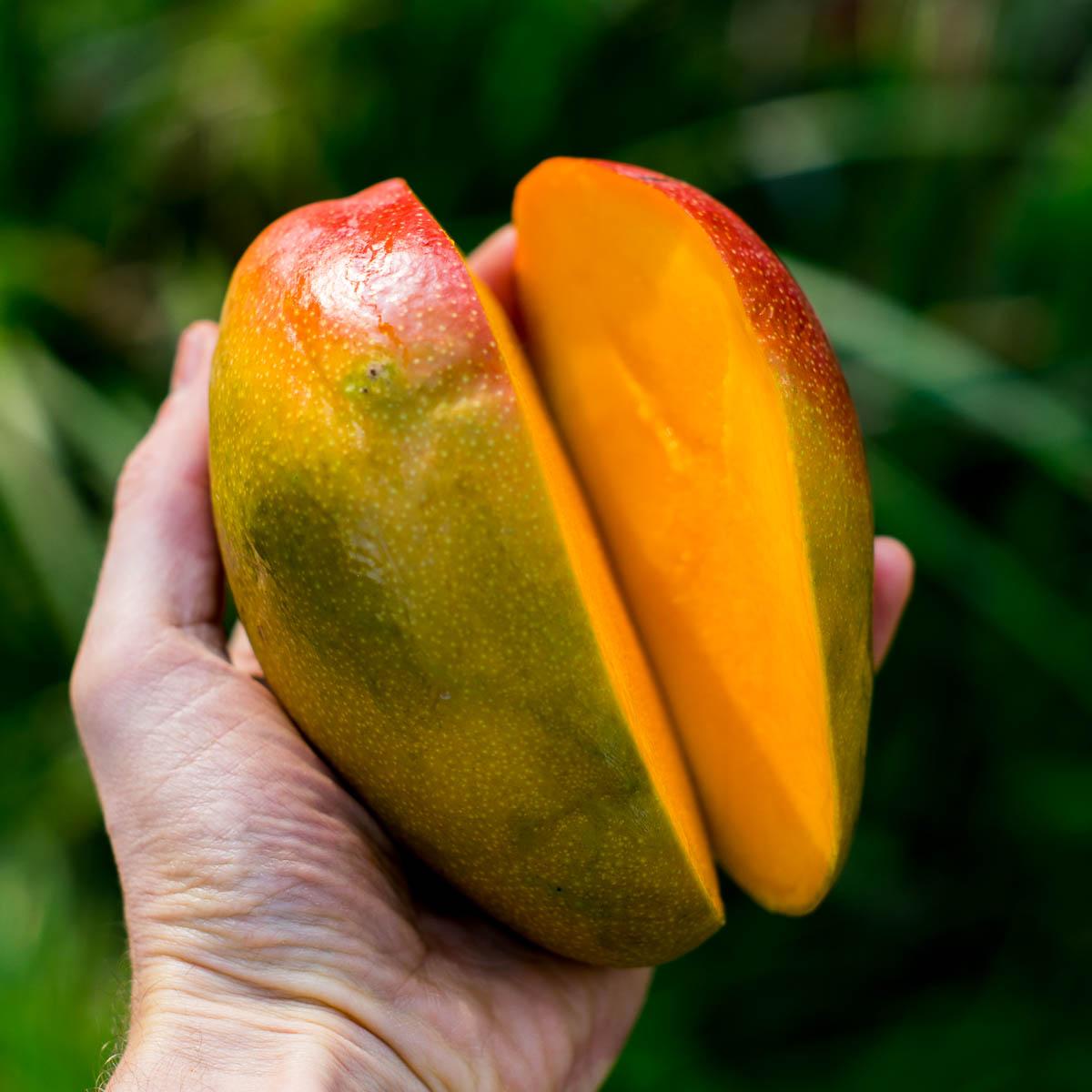 Mango Kent
