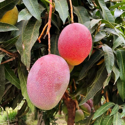 Mango Kent