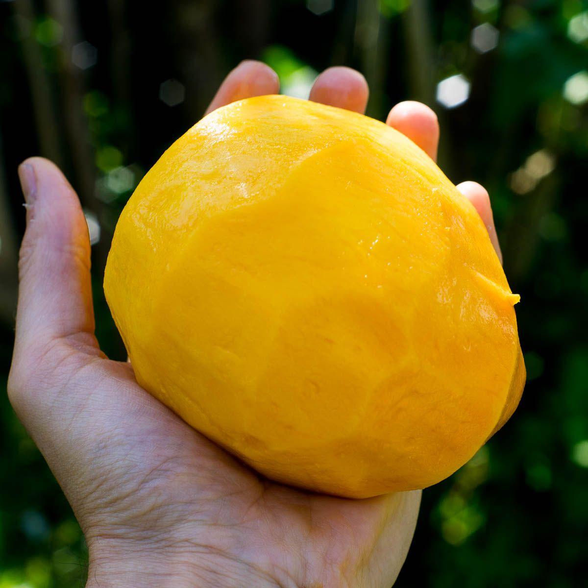 Mango Kent