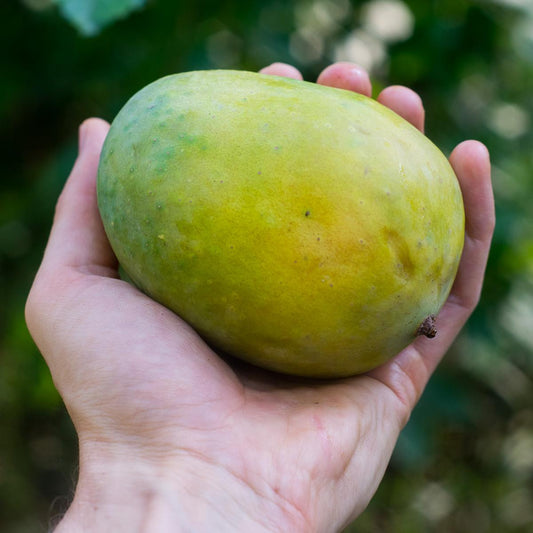 Mango Langra