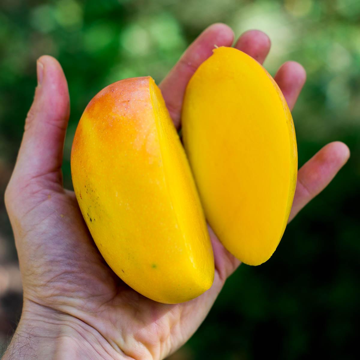 Mango Lippens