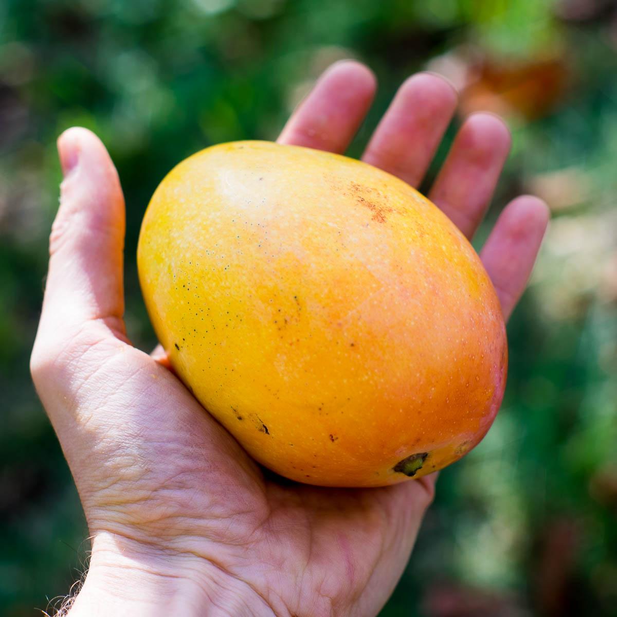 Mango Lippens