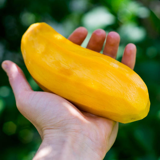 Mango Maha Chanok