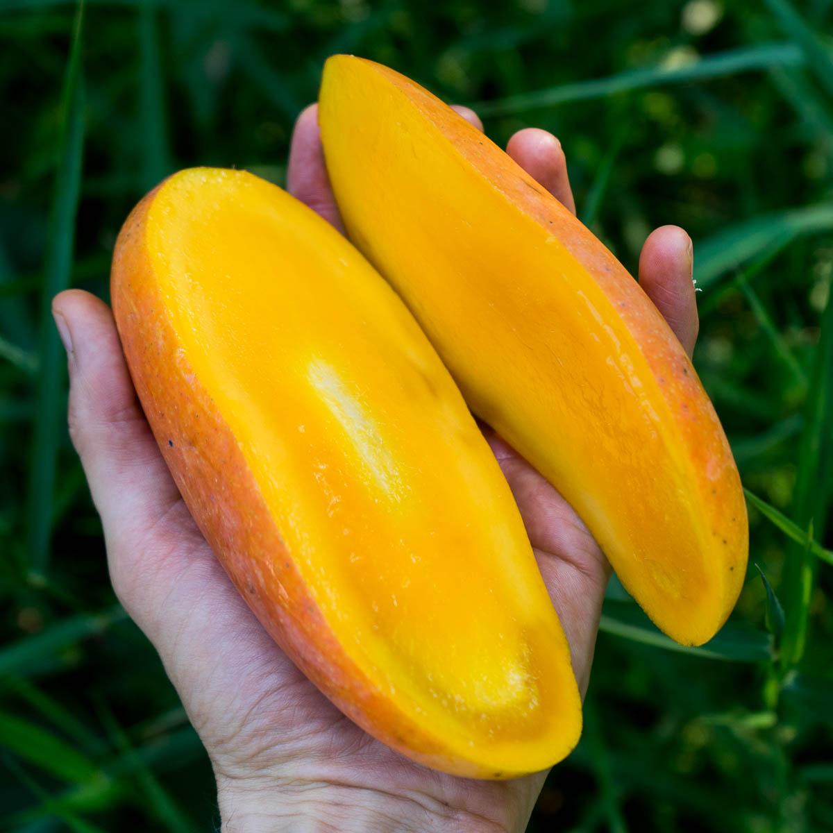 Mango Maha Chanok