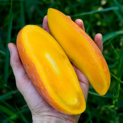 Mango Maha Chanok