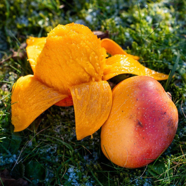 Mangue Maya