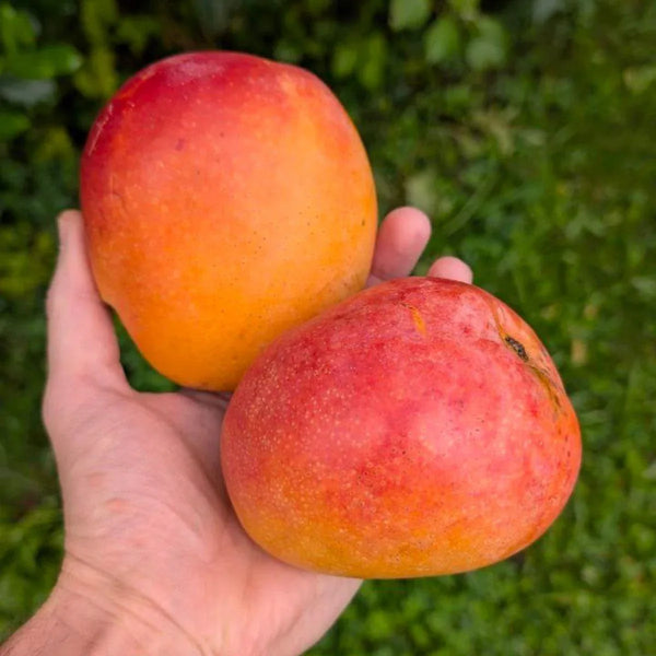 Mangue Maya