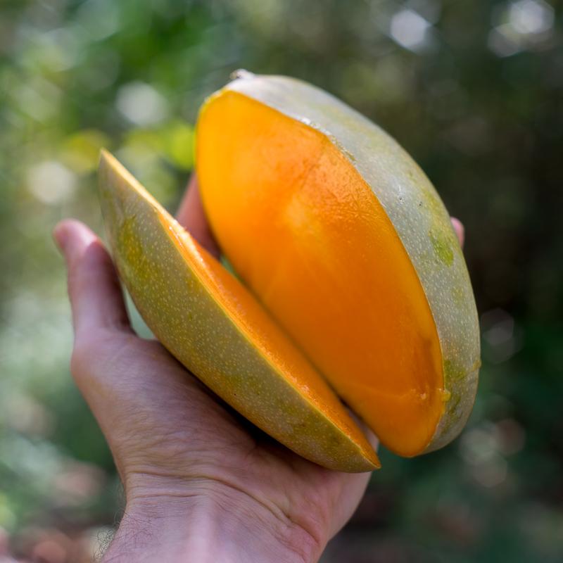 Mango Melca