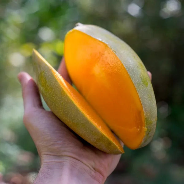Mangue Melca