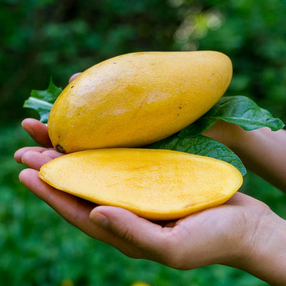 Mango Nam Dok Mai
