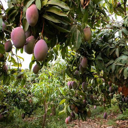 Mango Osteen